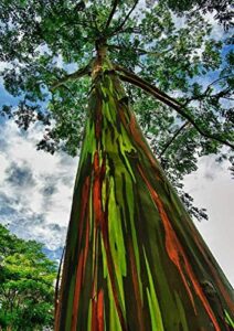 rainbow eucalyptus tree, 8″ + tall, e. deglupta
