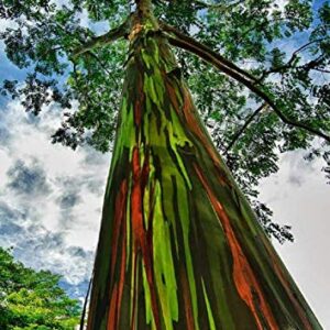 Rainbow Eucalyptus Tree, 8" + Tall, E. deglupta