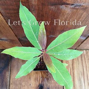 Rainbow Eucalyptus Tree, 8" + Tall, E. deglupta