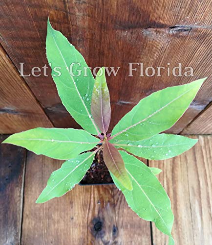 Rainbow Eucalyptus Tree, 8" + Tall, E. deglupta