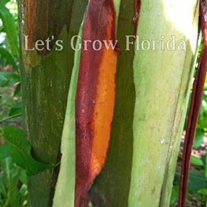 Rainbow Eucalyptus Tree, 8" + Tall, E. deglupta