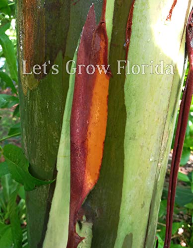 Rainbow Eucalyptus Tree, 8" + Tall, E. deglupta