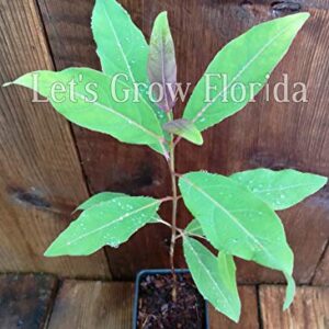 Rainbow Eucalyptus Tree, 8" + Tall, E. deglupta