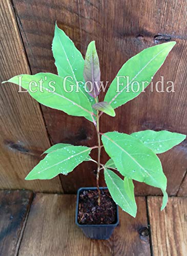 Rainbow Eucalyptus Tree, 8" + Tall, E. deglupta