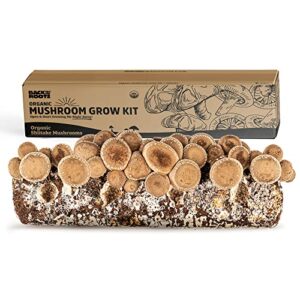 back to the roots organic shiitake mushroom kit; great gift; easy for beginners, for indoor growing
