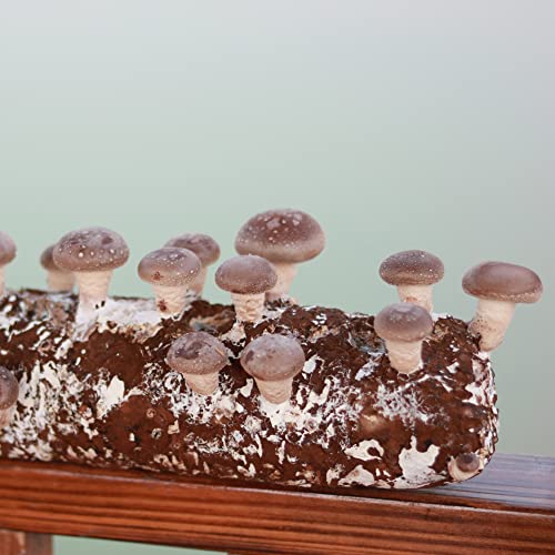 Back to the Roots Organic Shiitake Mushroom Kit; Great Gift; Easy for Beginners, for Indoor Growing