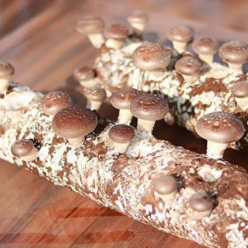 Back to the Roots Organic Shiitake Mushroom Kit; Great Gift; Easy for Beginners, for Indoor Growing