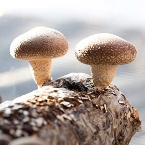 Back to the Roots Organic Shiitake Mushroom Kit; Great Gift; Easy for Beginners, for Indoor Growing