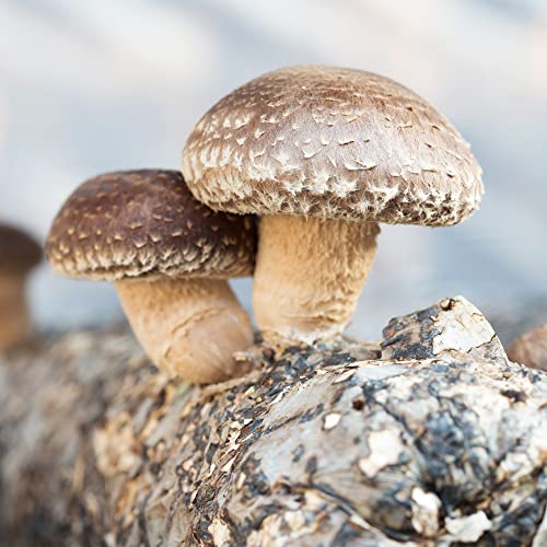 Back to the Roots Organic Shiitake Mushroom Kit; Great Gift; Easy for Beginners, for Indoor Growing