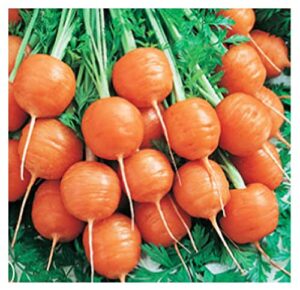 round parisian carrots – a delicacy prised by gourmet restaurants – 900 seeds