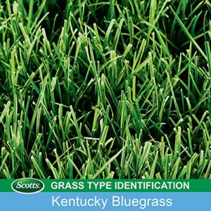 Scotts Turf Builder Grass Seed Kentucky Bluegrass Mix - 7 lb., Use in Full Sun, Light Shade, Fine Bladed Texture, and Medium Drought Resistance, Seeds up to 4,660 sq. ft.