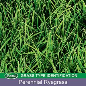 Scotts Turf Builder Grass Seed Perennial Ryegrass Mix Repairs Bare Spots, Ideal for High Traffic and Erosion Control, 7 lbs.