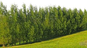 hybrid willow tree plants for growing | fast privacy hedge row, wind block, shade | fast growing – 12 feet per year, fast growing trees (24 trees)
