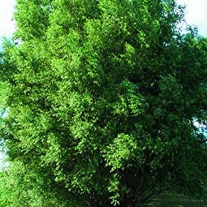 50 Hybrid Willow Trees -Fastest Growing Trees in The World - Austree Grow 10 Ft/Yr - 50 Live Tree Plants