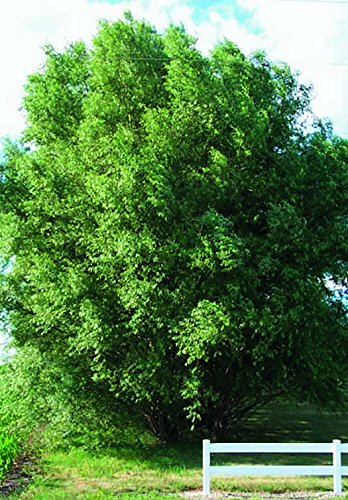 50 Hybrid Willow Trees -Fastest Growing Trees in The World - Austree Grow 10 Ft/Yr - 50 Live Tree Plants