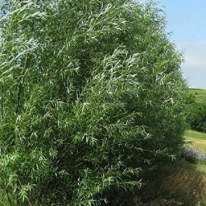 50 Hybrid Willow Trees -Fastest Growing Trees in The World - Austree Grow 10 Ft/Yr - 50 Live Tree Plants