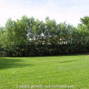 50 Hybrid Willow Trees -Fastest Growing Trees in The World - Austree Grow 10 Ft/Yr - 50 Live Tree Plants