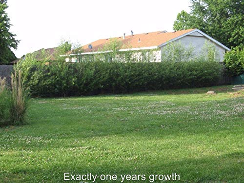 50 Hybrid Willow Trees -Fastest Growing Trees in The World - Austree Grow 10 Ft/Yr - 50 Live Tree Plants