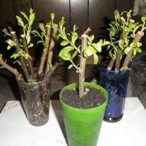 10 Austree Hybrid Willow Trees, Fastest Growing Shade or Privacy Tree - Austree Hybrid Willow Tree - 10 Live Trees