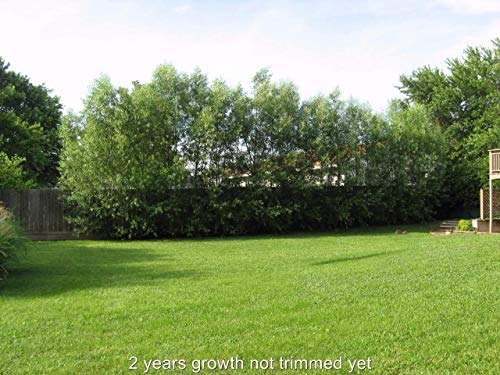 10 Austree Hybrid Willow Trees, Fastest Growing Shade or Privacy Tree - Austree Hybrid Willow Tree - 10 Live Trees