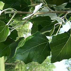 10 Fast Growing Trees - 10 Hybrid Poplar Tree Cuttings - Fast Growing Shade or Privacy Trees - Very Attractive and Good for The Enviornment