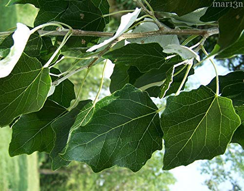 10 Fast Growing Trees - 10 Hybrid Poplar Tree Cuttings - Fast Growing Shade or Privacy Trees - Very Attractive and Good for The Enviornment