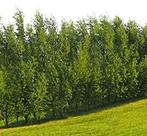Hybrid Willow Tree Plants for Growing | Fast Privacy Hedge Row, Wind Block, Shade | Fast Growing - 12 Feet Per Year, Fast Growing Trees (24 Trees)
