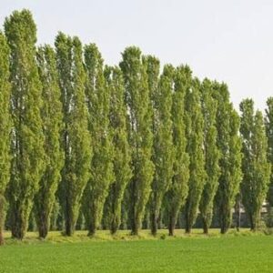 lombardy poplar trees for planting – great for privacy, wind block, fast growing trees (5 trees)