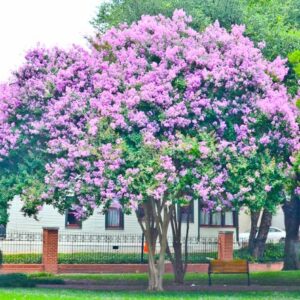 4 Pack Muskogee (Lavender) Crape Myrtle Trees - 4 Live Plants - Quart Containers