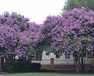 4 Pack Muskogee (Lavender) Crape Myrtle Trees - 4 Live Plants - Quart Containers