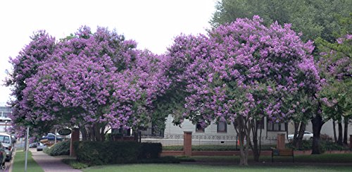 4 Pack Muskogee (Lavender) Crape Myrtle Trees - 4 Live Plants - Quart Containers