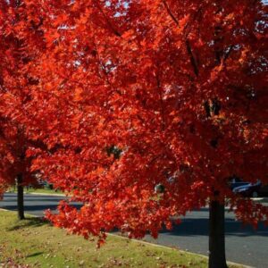 autumn blaze maple tree – 1 gallon, 5ft tall – established roots potted – acer x freemanii, fast growing tree, fall colors