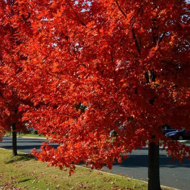 Autumn Blaze Maple Tree - 1 Gallon, 5ft Tall - Established Roots Potted - Acer x Freemanii, Fast Growing Tree, Fall Colors