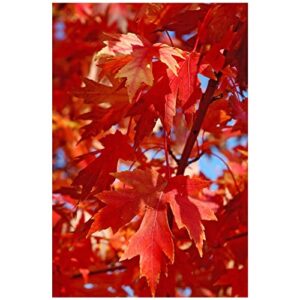 Autumn Blaze Maple Tree - 1 Gallon, 5ft Tall - Established Roots Potted - Acer x Freemanii, Fast Growing Tree, Fall Colors