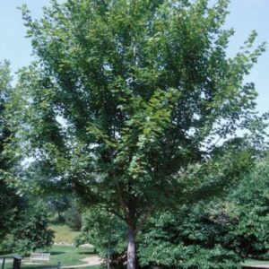 Autumn Blaze Maple Tree - 1 Gallon, 5ft Tall - Established Roots Potted - Acer x Freemanii, Fast Growing Tree, Fall Colors