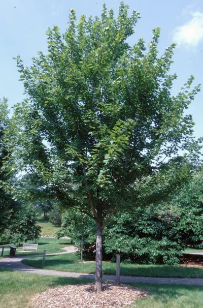 Autumn Blaze Maple Tree - 1 Gallon, 5ft Tall - Established Roots Potted - Acer x Freemanii, Fast Growing Tree, Fall Colors