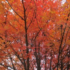 Autumn Blaze Maple Tree - 1 Gallon, 5ft Tall - Established Roots Potted - Acer x Freemanii, Fast Growing Tree, Fall Colors