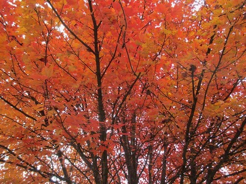 Autumn Blaze Maple Tree - 1 Gallon, 5ft Tall - Established Roots Potted - Acer x Freemanii, Fast Growing Tree, Fall Colors