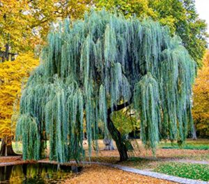 weeping willow tree cuttings to plant – fast growing trees – beautiful arching canopy – popular asbonsai (2 weeping willows)