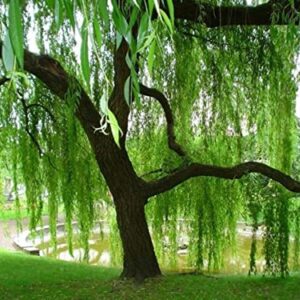 Weeping Willow Tree Cuttings to Plant - Fast Growing Trees - Beautiful Arching Canopy - Popular asBonsai (2 Weeping Willows)