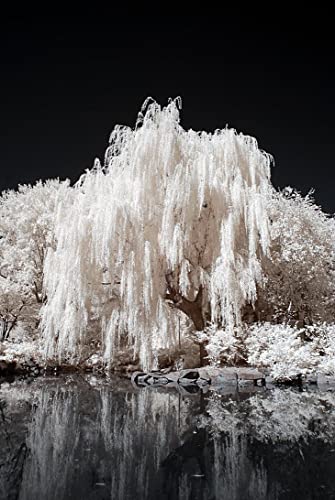 One White Willow Tree - Silver Leafs Shimmer in The Sun - One Cutting to Grow, Beautiful Outdoor Shade or Privacy Trees