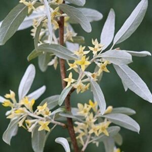 One White Willow Tree - Silver Leafs Shimmer in The Sun - One Cutting to Grow, Beautiful Outdoor Shade or Privacy Trees