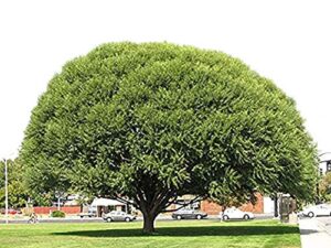 4 globe willow trees – shade or privacy tree – fast growing #bc2