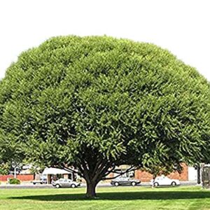 4 Globe Willow Trees - Shade or Privacy Tree - Fast Growing #BC2