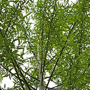 4 Globe Willow Trees - Shade or Privacy Tree - Fast Growing #BC2