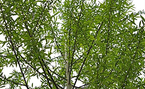 4 Globe Willow Trees - Shade or Privacy Tree - Fast Growing #BC2