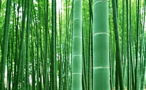 100+ giant timber bamboo seeds for planting | exotic and fast growing | ships from iowa, usa | landscaping, privacy, indoor or outdoor (giant bamboo)