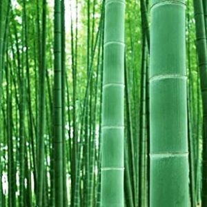 100+ Giant Timber Bamboo Seeds for Planting | Exotic and Fast Growing | Ships from Iowa, USA | Landscaping, Privacy, Indoor or Outdoor (Giant Bamboo)