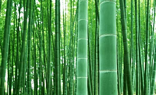 100+ Giant Timber Bamboo Seeds for Planting | Exotic and Fast Growing | Ships from Iowa, USA | Landscaping, Privacy, Indoor or Outdoor (Giant Bamboo)