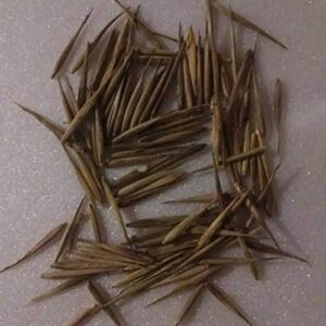 100+ Giant Timber Bamboo Seeds for Planting | Exotic and Fast Growing | Ships from Iowa, USA | Landscaping, Privacy, Indoor or Outdoor (Giant Bamboo)